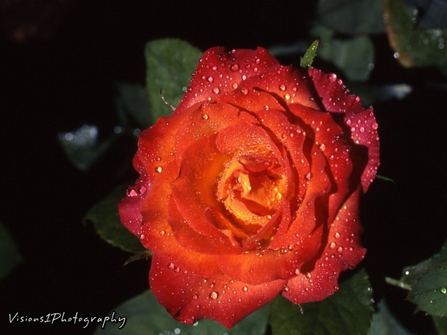 Rose with Dew