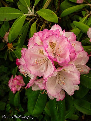 English Walled Garden with Rhododendron Chicago Botanic Garden Glencoe, Il.