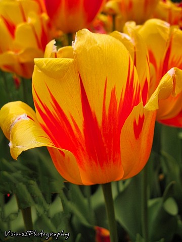 Tulip Chicago Botanic Garden Glencoe, Il. 