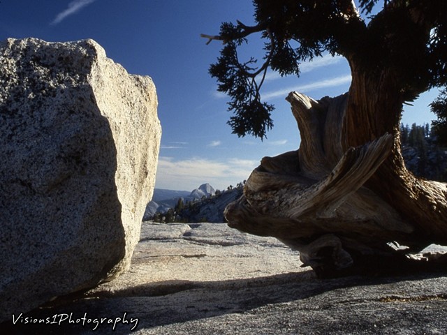 View Of Valley with Rock & Old Tree Yosemite National Park Ca.