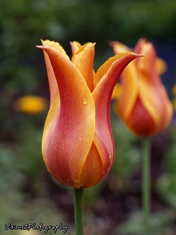 Tulip Chicago Botanic Garden Glencoe, Il.