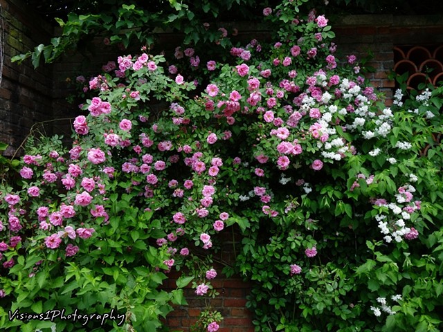 Shrub Rose Chicago Botanic Garden Glencoe, Il.