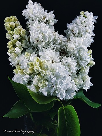 White Double Lilac