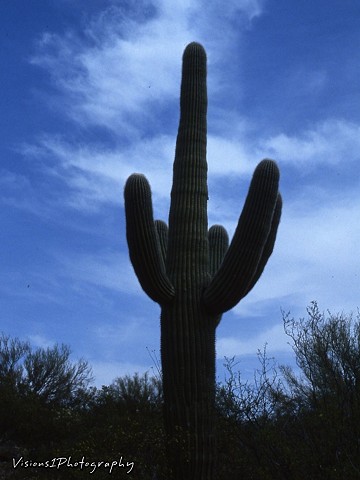Saguaro Arizona