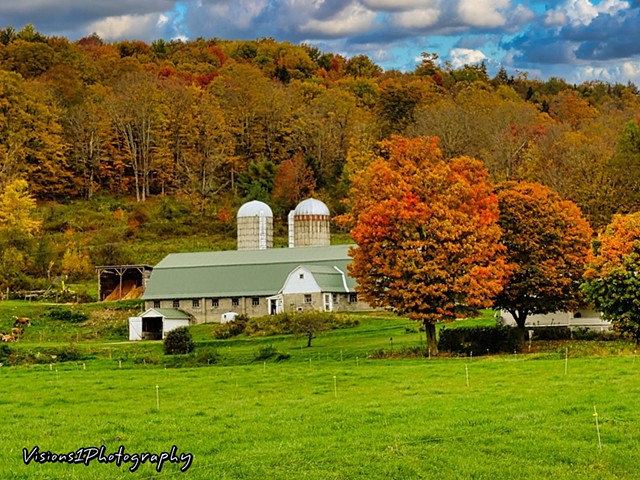Barn with Silos and Fall Trees Vt.