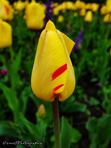 Tulip Bud Chicago Botanic Garden Glencoe, Il. 
