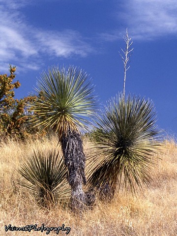 Yucca Tree Arizona