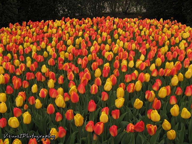 Field Of Tulips Sunset Ridge Country Club