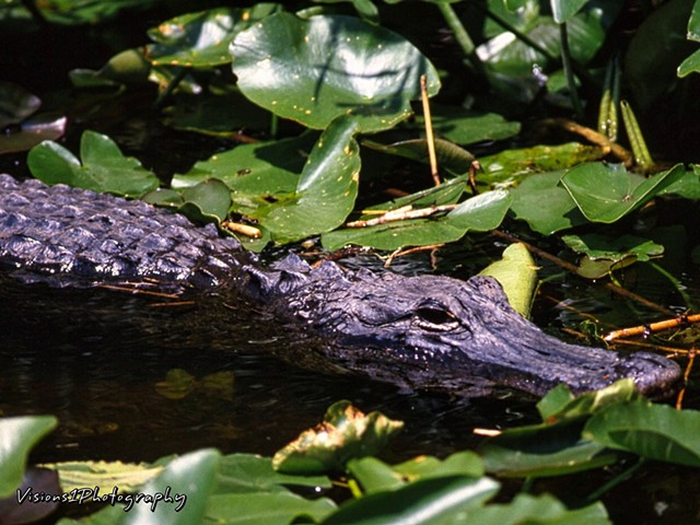Alligator Everglades National Park Fl.