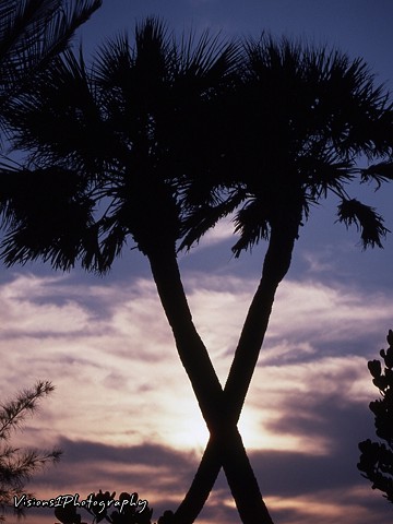 Criss Cross Palm Trees Naples Florida