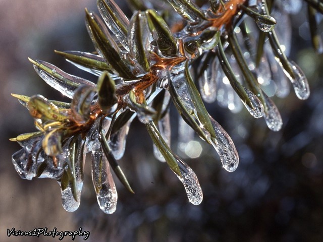  Ice Coated Pine Needles 