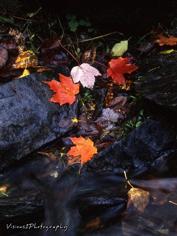 Fall Leaves on Wet Rocks