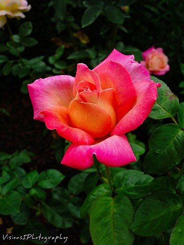 Rose Chicago Botanic Garden Glencoe, Il.