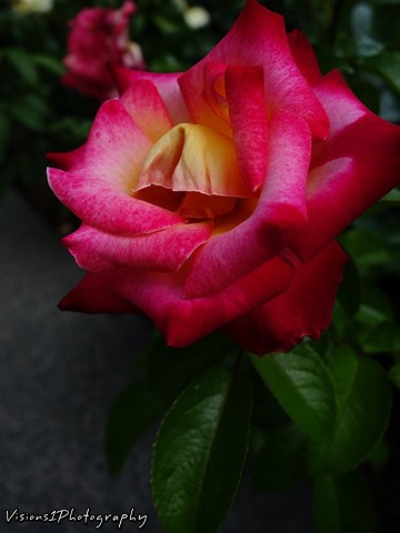 Rose Chicago Botanic Garden Glencoe, Il.