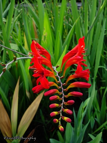Unusual Red Flower - Chicago Botanic Garden Glencoe, Il.