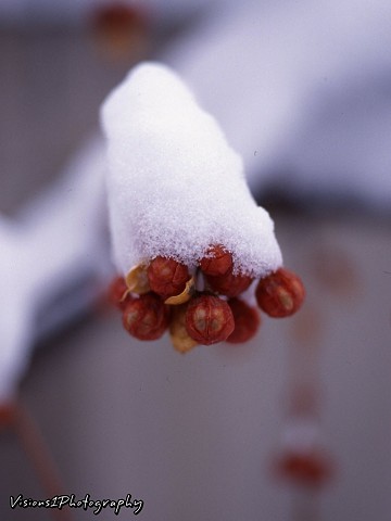 Snowcapped Red Berries