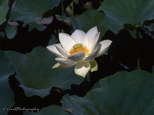 Lotus Lily Chicago Botanic Garden Glencoe, Il.