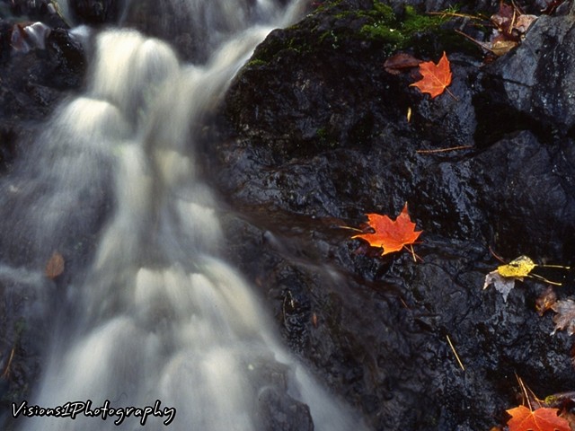 Flowing Stream with Fall Leaves WI