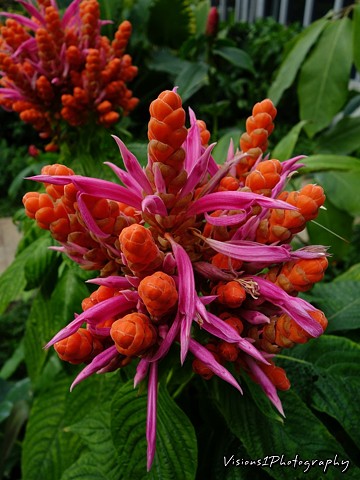 Red Tropical Flower - Chicago Botanic Garden Glencoe, Il.