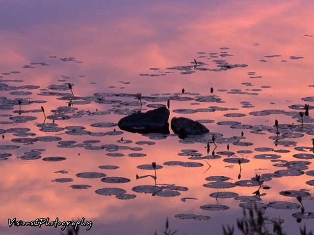 Water Lily Pads Sunset Reflections