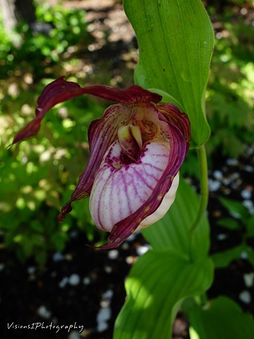 Pink Lady Slipper Orchid Door County Wi.