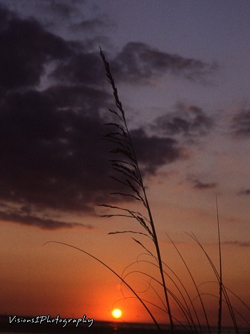 Sunset with Sea Oats Florida