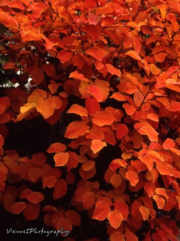 Beech Tree in Fall