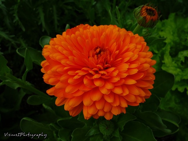Reddish Orange Flower