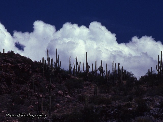Ridge of Saguaro Cactus on Hill
