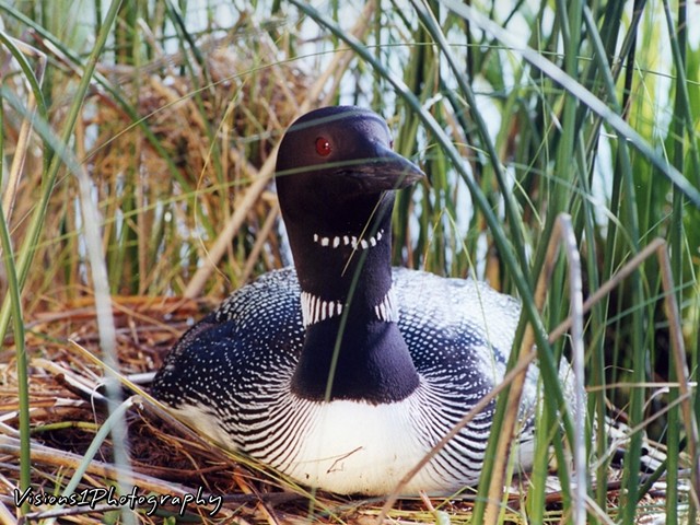 Nesting Loon