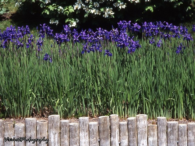 Blue Flag Iris on Japanese Island Chicago Botanic Garden Glencoe, Il.