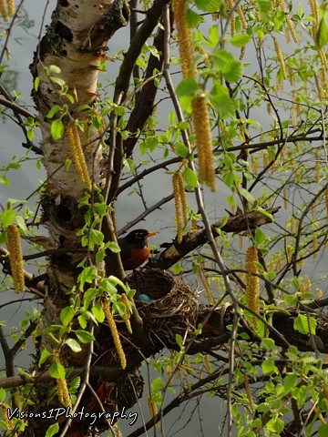 Robin Nest With Eggs