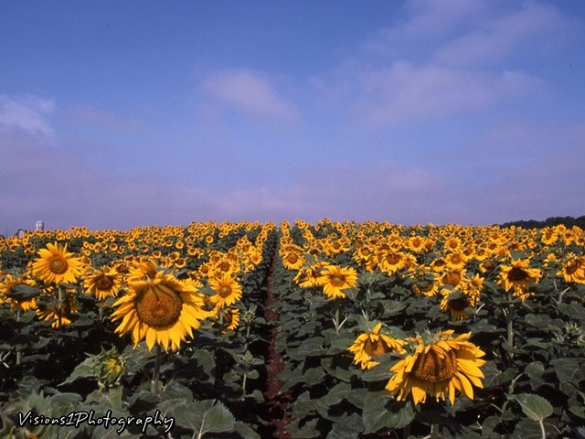Field Of Sunflowers - Wisconsin