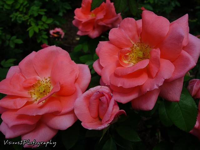 Pink Roses Chicago Botanic Garden Glencoe, Il.