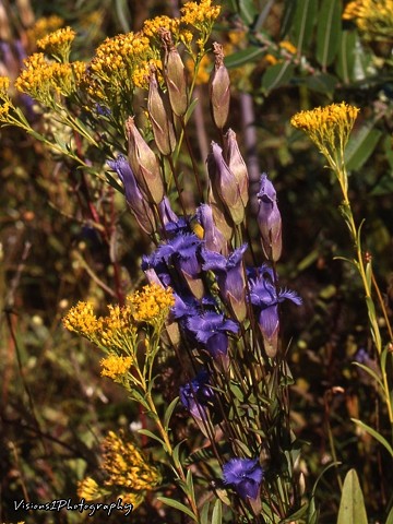 Gentian and Goldenrod