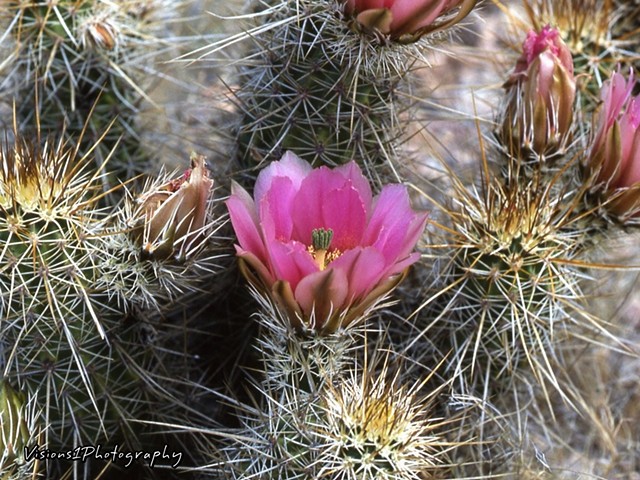 Hedgehog Cactus Bloom Arizona