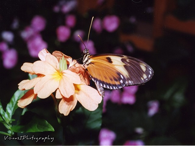 Butterfly Aviary Chicago Botanic Garden Glencoe, IL.