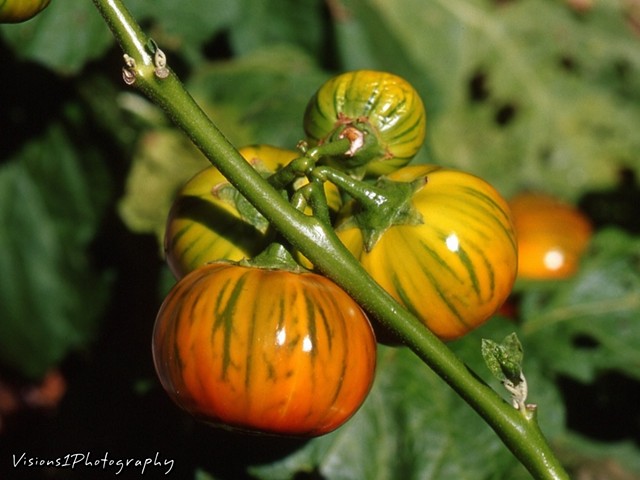 Fall Tomatoes