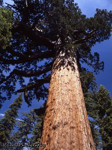 Giant Sequoias Yosemite National Park Ca.