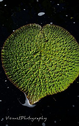 Heart Shaped African Water Lily