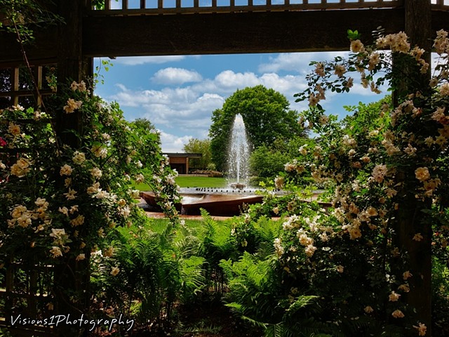 Rose Garden Fountain Shot thru Arbor Chicago Botanic Garden Glencoe, Il.
