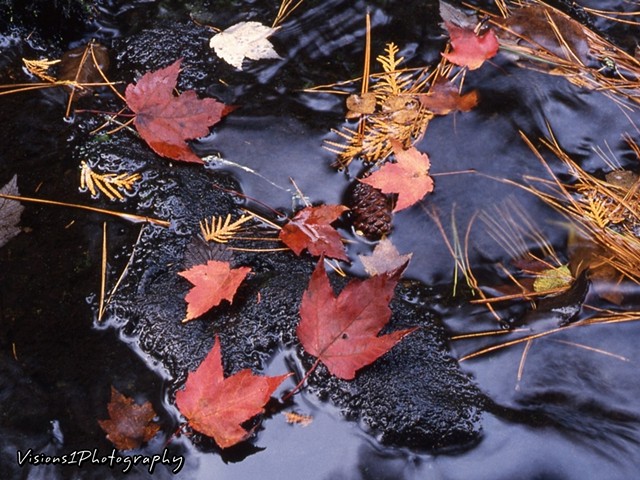 Fall Leaves Near Stream Wisconsin