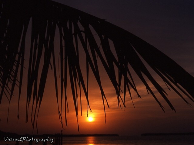 Sunset Palm Leaf Silhouette