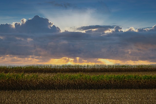 Corn Layers At Sunset