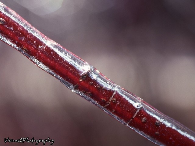 Ice Coated Red Willow Branch