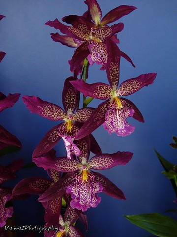 Orchids Chicago Botanic Garden Glencoe, Il.