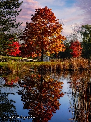 Fall Tree Reflection - Bannockburn Il.