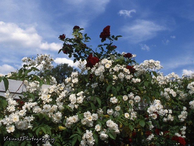 White Roses on Arbor Missouri Botanical Garden St. Louis Mo.