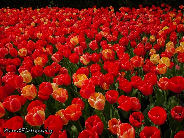 Tulips Sunset Ridge Country Club