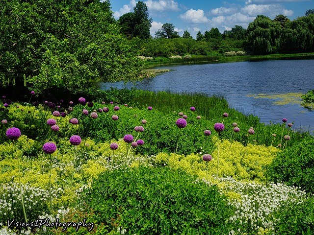 Allium and The Grand Lagoon Chicago Botanic Garden Glencoe, IL.